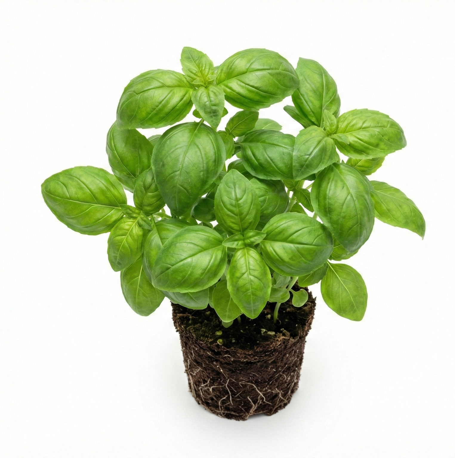 Basilicum in de moestuin