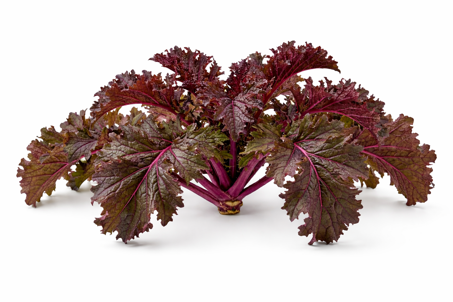 Ho-Mi mosterdblad in je tuin