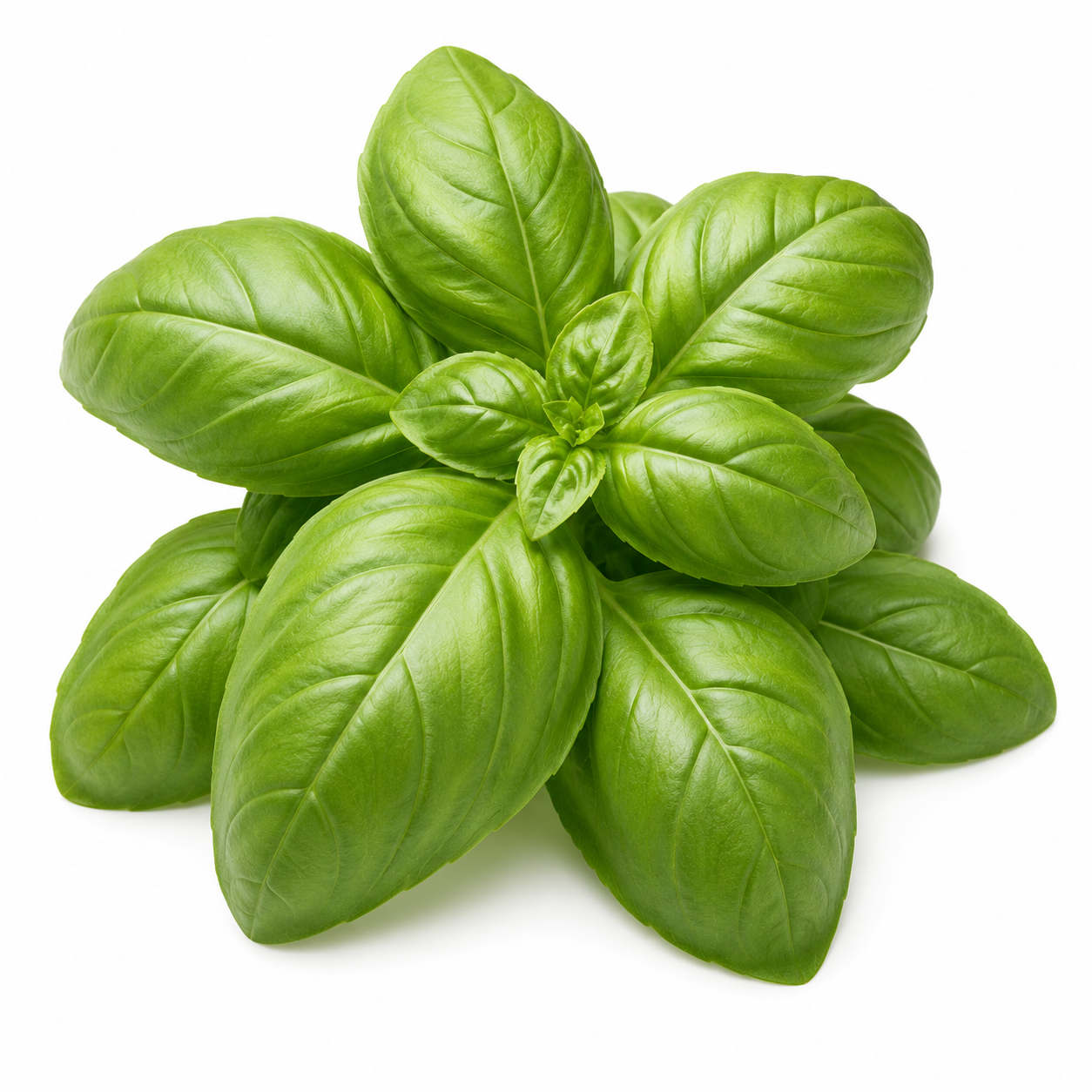 Basilicum in de moestuin