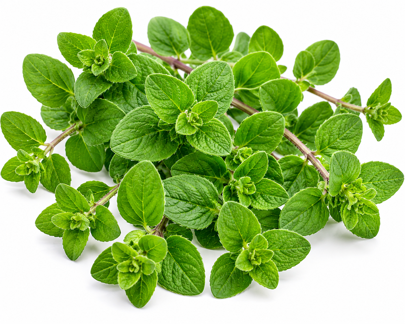 Oregano zelf kweken