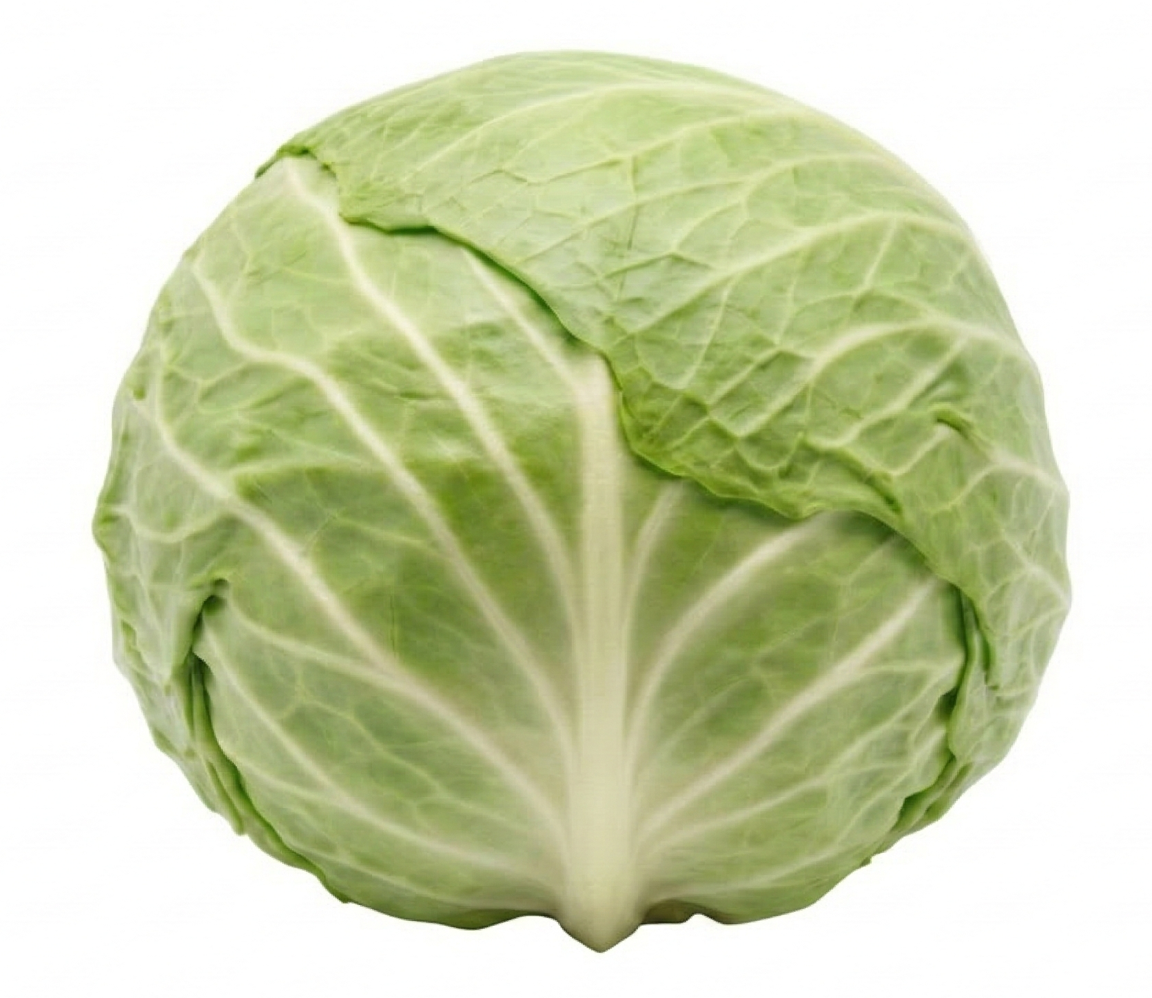 Witte kool uit eigen tuin